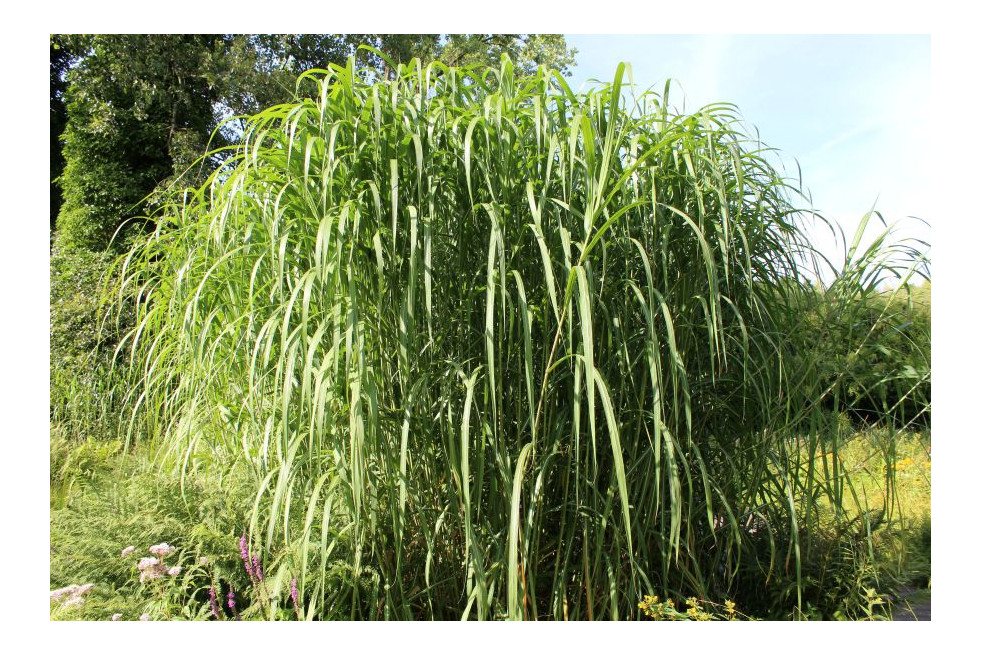 Miscanthus floridulus giganteus - Jardins du Monde.be