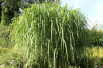 Miscanthus floridulus giganteus - Jardins du Monde.be