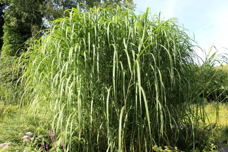 Roseau de Chine géant