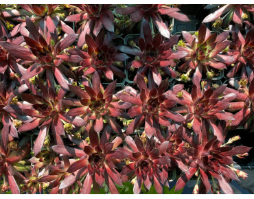 Sempervivum Dark Beauty - Jardins du Monde.be