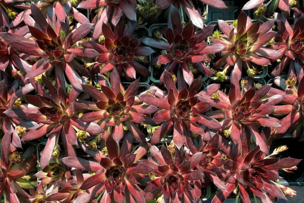 Sempervivum Dark Beauty - Jardins du Monde.be