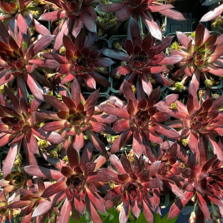 Sempervivum Dark Beauty - Jardins du Monde.be