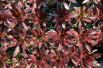 Sempervivum Dark Beauty - Jardins du Monde.be