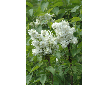 Madame Lemoine sering - Syringa vulgaris Madame Lemoine