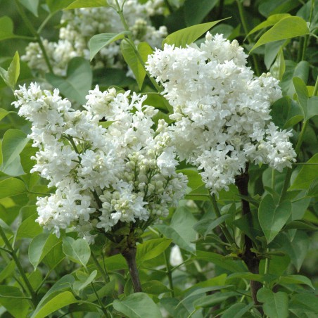 Madam Lemoine Lilac  - Syringa vulgaris Madame Lemoine