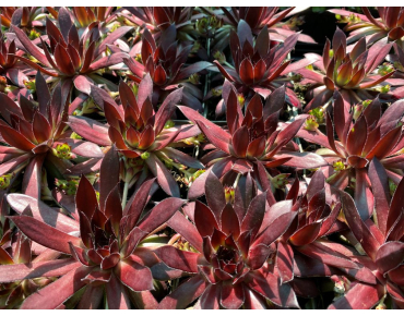 Sempervivum Dark Beauty - Jardins du Monde.be