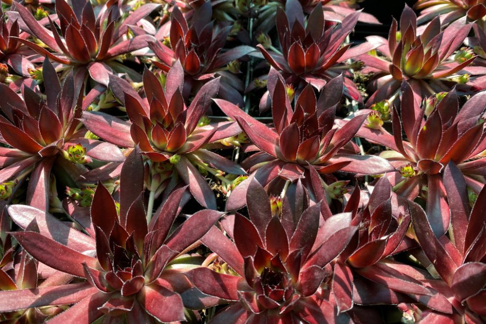 Sempervivum Dark Beauty - Jardins du Monde.be
