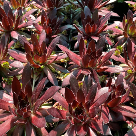 Sempervivum Dark Beauty - Jardins du Monde.be