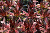 Sempervivum Dark Beauty - Jardins du Monde.be