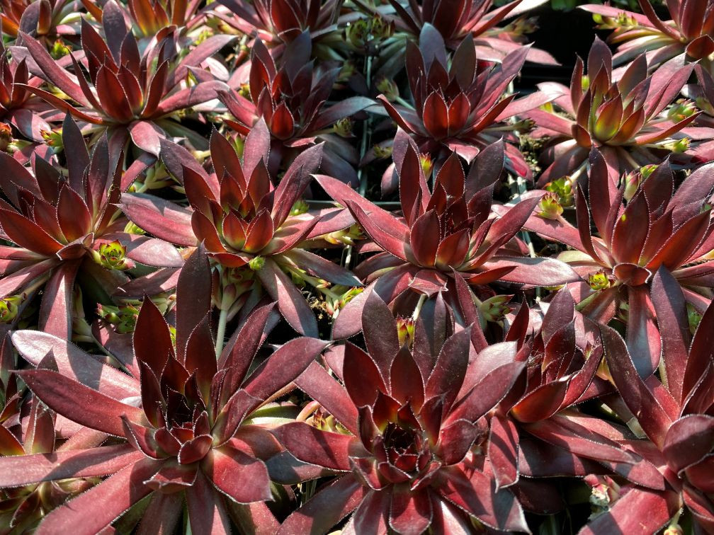 Deep Purple Houseleek