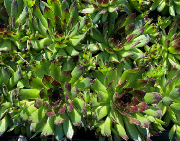 Sempervivum tectorum - Jardins du Monde.be