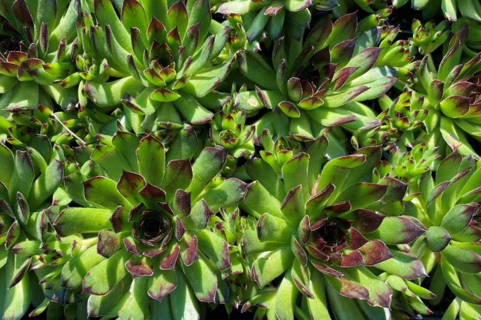 Sempervivum tectorum - Jardins du Monde.be Sempervivum tectorum - Jardins du Monde.be