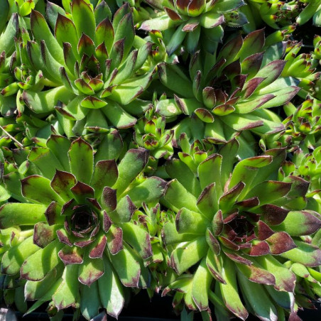 Sempervivum tectorum - Jardins du Monde.be