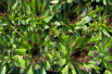 Sempervivum tectorum - Jardins du Monde.be