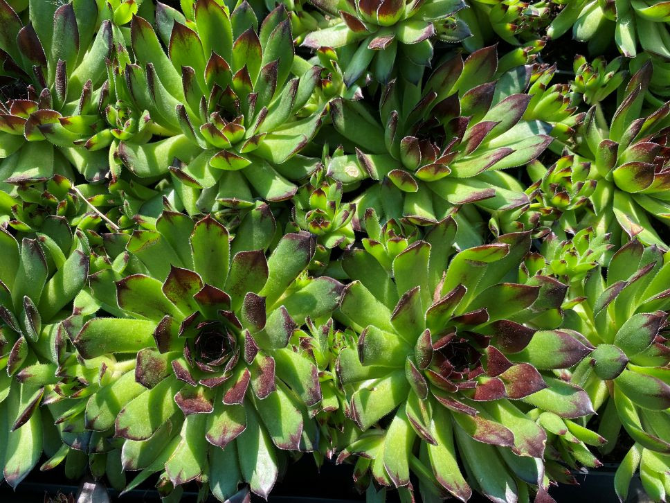 Common Houseleek
