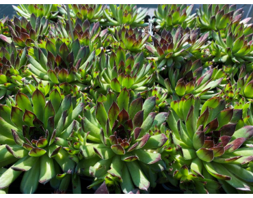 Sempervivum tectorum - Jardins du Monde.be