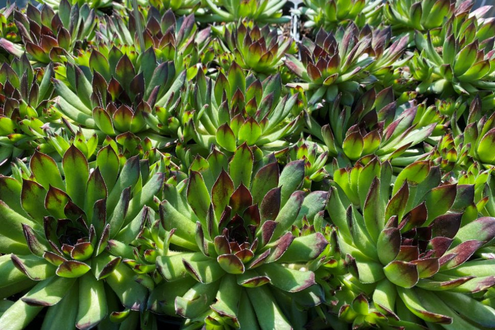 Sempervivum tectorum - Jardins du Monde.be Sempervivum tectorum - Jardins du Monde.be