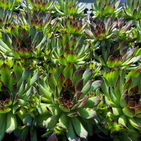 Sempervivum tectorum - Jardins du Monde.be