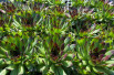 Sempervivum tectorum - Jardins du Monde.be
