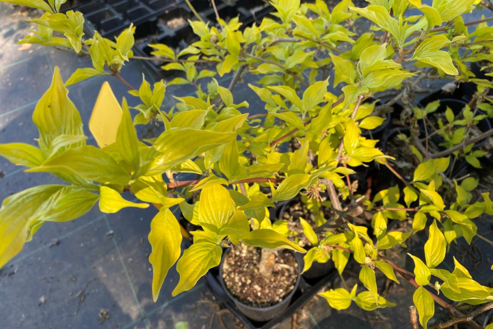 Cornus mas Aurea  (Jardins du Monde.be)
