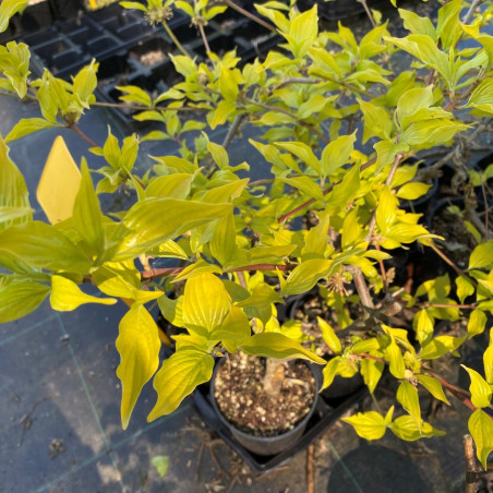 Cornus mas Aurea  (Jardins du Monde.be)