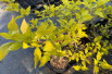 Cornus mas Aurea  (Jardins du Monde.be)