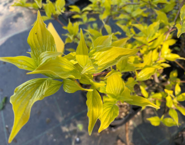 Cornus mas Aurea  (Jardins du Monde.be)