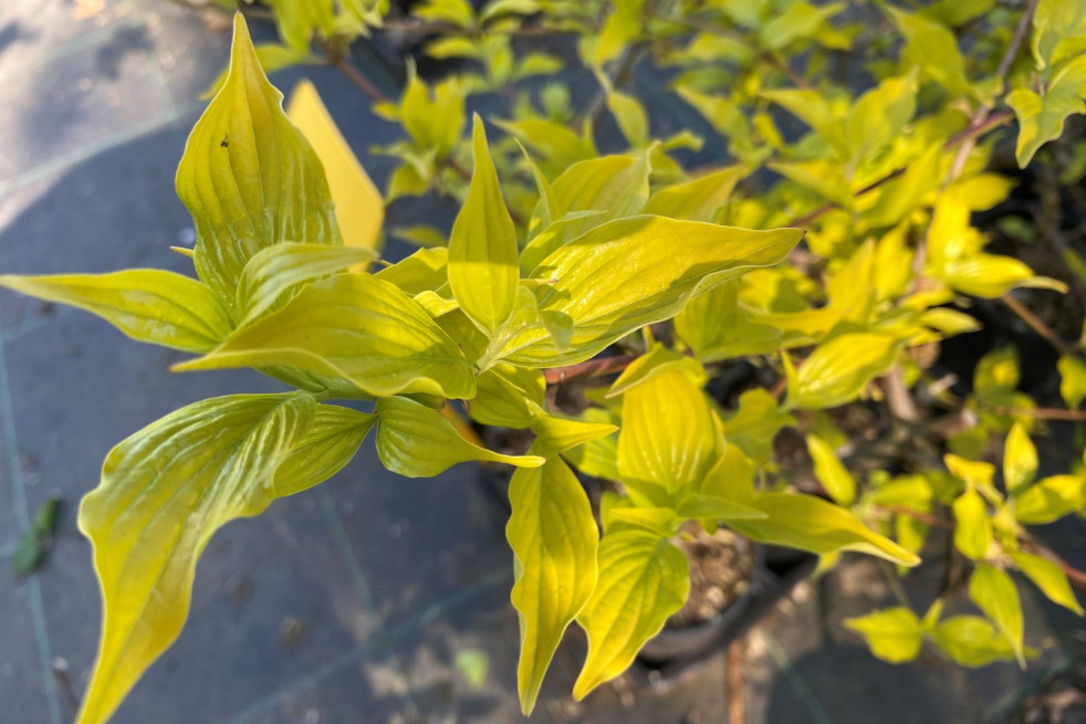 Cornus mas Aurea  (Jardins du Monde.be)