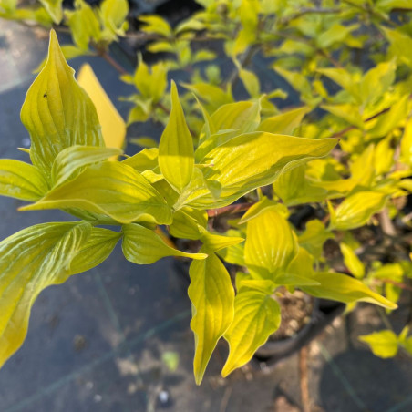 Cornus mas Aurea  (Jardins du Monde.be)