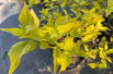 Cornus mas Aurea  (Jardins du Monde.be)
