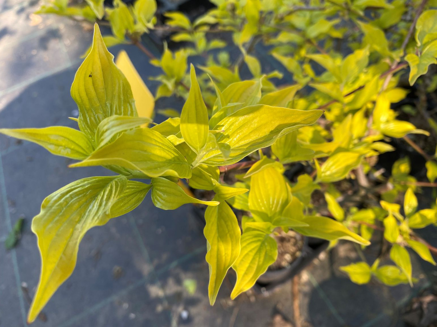 Aurea Dogwood