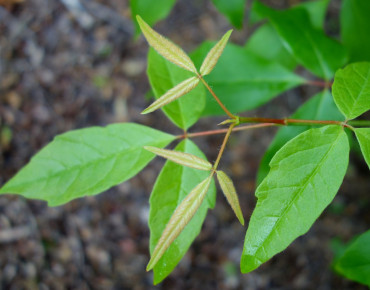 Acer Triflorum - Daderot, CC0, via Wikimedia Commons