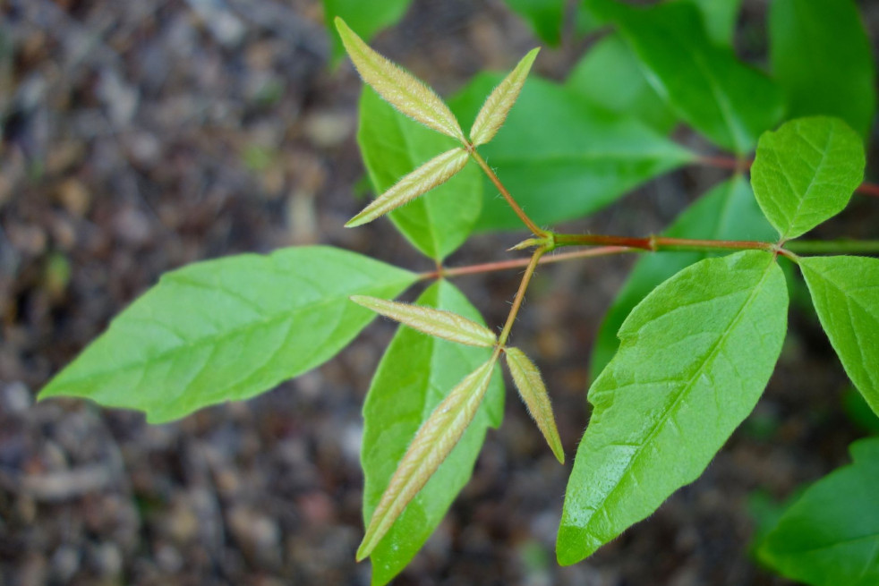 Acer Triflorum - Daderot, CC0, via Wikimedia Commons