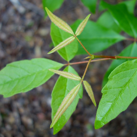 Acer Triflorum - Daderot, CC0, via Wikimedia Commons