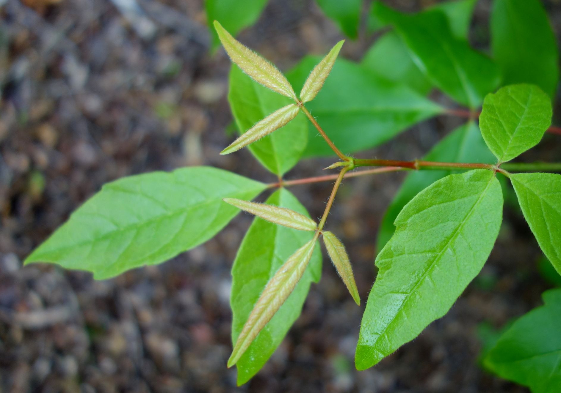 Three-Flower Maple