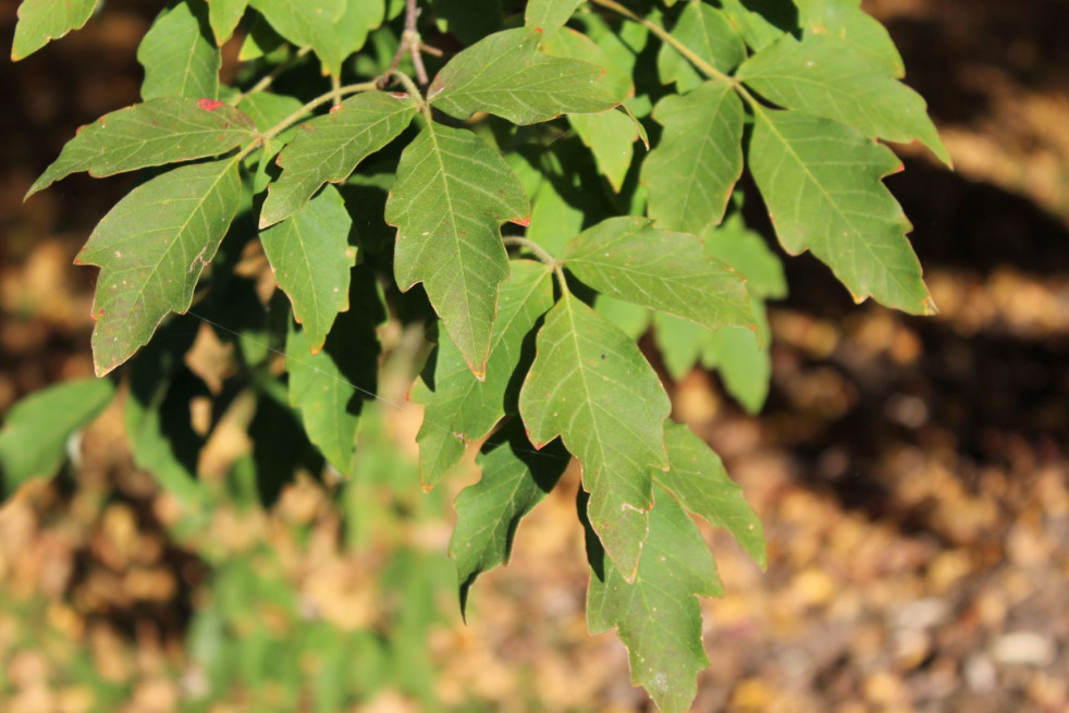 Acer griseum