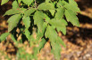 Acer griseum