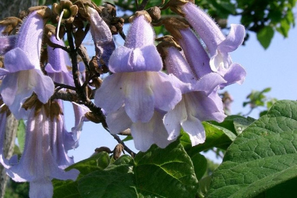 Paulownia Tomentosa