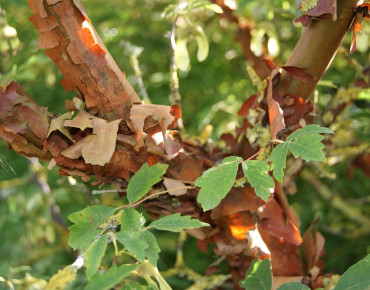 Paperbark maple