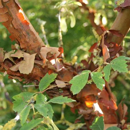 Zimtahorn  - Acer griseum