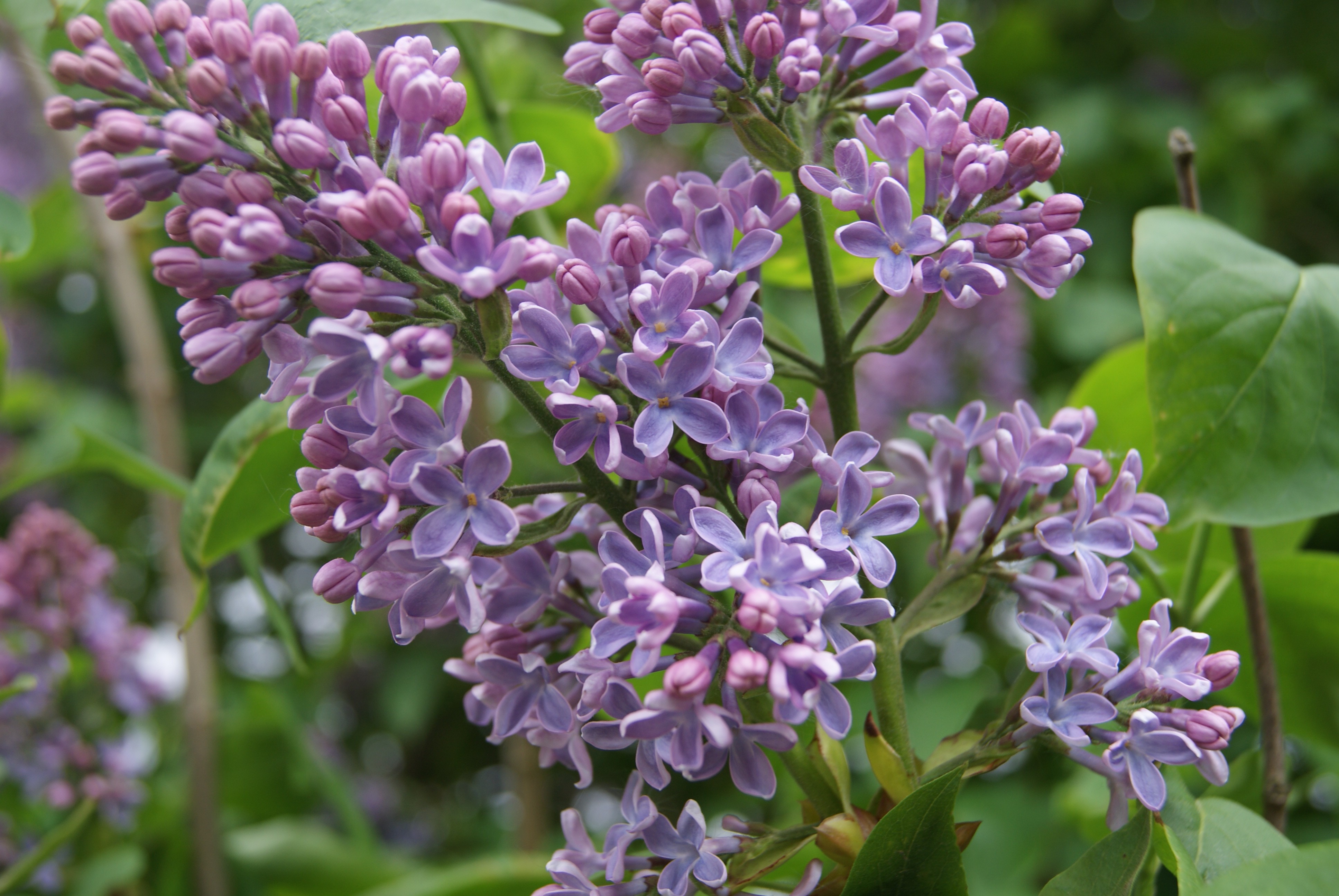 Lilas