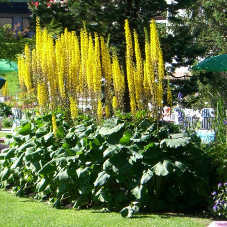 Ligularia stenocephala The Rocket - Ghislain118, CC BY-SA 3.0 , via Wikimedia Commons