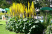 Ligularia stenocephala The Rocket - Ghislain118, CC BY-SA 3.0 , via Wikimedia Commons