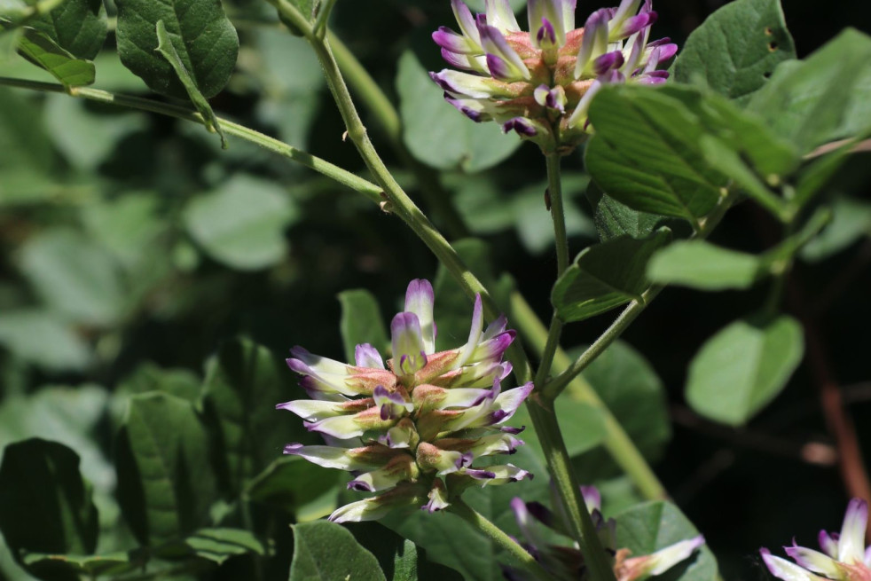 Glycyrrhiza uralensis - Michael Wolf, Penig, CC BY-SA 3.0, via Wikimedia Commons