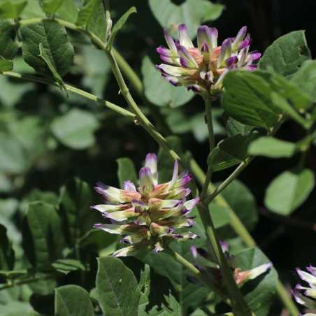 Glycyrrhiza uralensis - Michael Wolf, Penig, CC BY-SA 3.0, via Wikimedia Commons