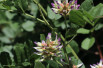 Glycyrrhiza uralensis - Michael Wolf, Penig, CC BY-SA 3.0, via Wikimedia Commons