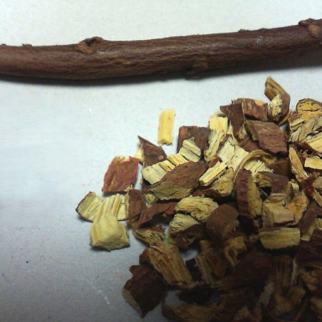 Glycyrrhiza uralensis - Tanohei at Japanese Wikipedia, CC BY 3.0 , via Wikimedia Commons