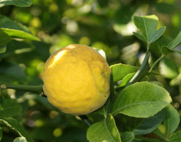 Trifoliate Orange