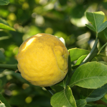 Dreiblättrige Zitrone - Poncirus Trifoliata