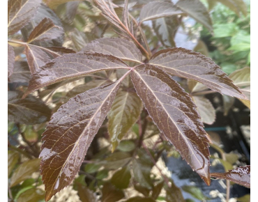 Sambucus nigra Milk Chocolate - Jardins du Monde.be